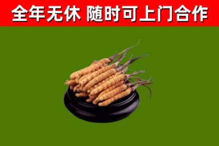 宁强县回收散虫草